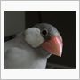 ぎんこると