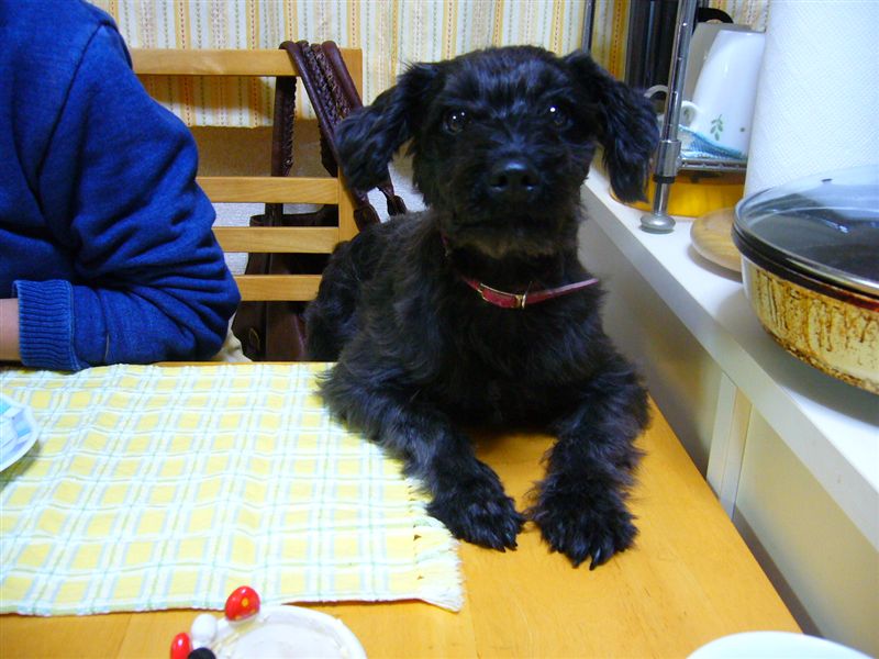 後ろの足は母ちゃんの椅子の上です。