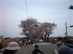 海軍道路の桜並木