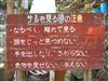 地獄谷温泉のサル①