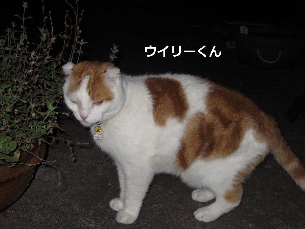 ウイリーくん