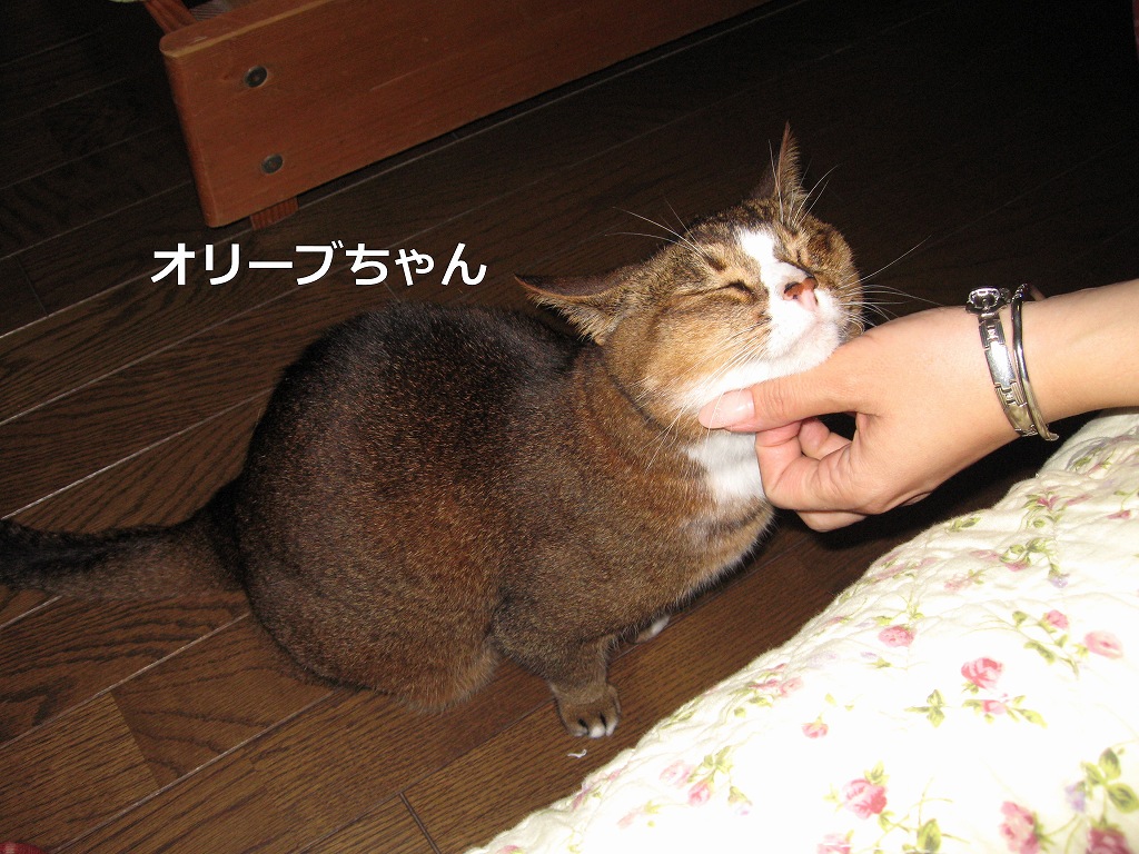 部屋に遊びに来たオリーブちゃん