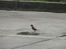 すずめ長くね～？