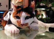 やってられません。。。’08夏終わり