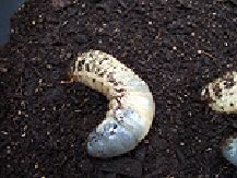 カブト虫の飼育