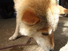 かわいいオニャノコにシャンプー! かわいいオニャノコにシャンプー!