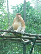 ネタがないのでボルネオ島の動物園の話