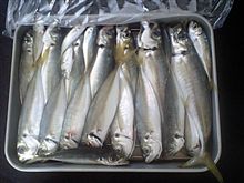 昨日の釣果