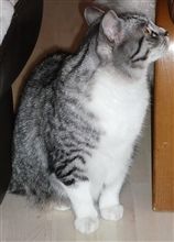 猫の飼い方。