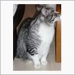 猫の飼い方。