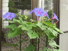 今朝の庭の花達(^^♪