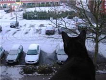 ドイツもちょっと雪です。