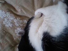 明日は