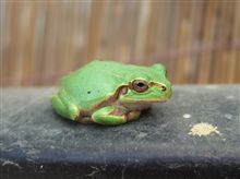 メタボカエル！それでいいんかい？