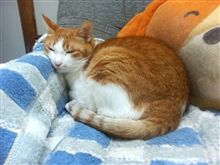 夏バテか？ウチの猫・・・
