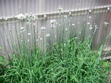 ニラの花が咲きました。