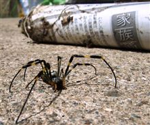 退治してやったゾ！