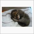 生まれたばかりの子猫が…