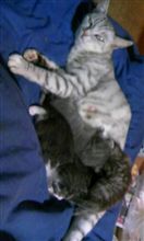 ネコ猫 子猫