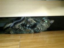 メタボ猫！
