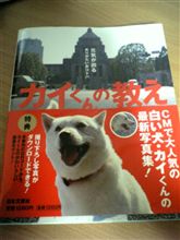 あの白い犬　カイくんのグラビア