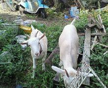 稲刈り終わったのです。