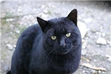 猫を撮ってみた