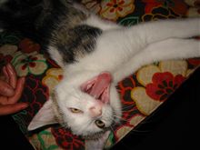 今日は歯医者。
