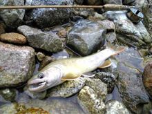尺岩魚