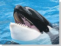 シャチのクーが・・・o(TﾍTo) 