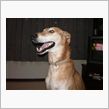 我が家の愛犬