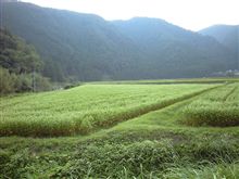 白い可憐な、そばの花が見頃です。