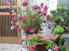 秋と言ったらこの花でしょう！！＼(^o^)／