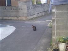 近所のネコ 近所のネコ