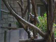 今日は東山動物園へ～！