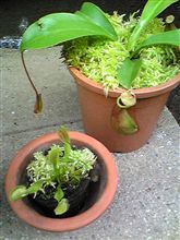 変わった草？！