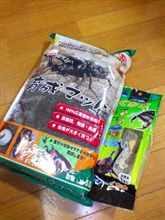 カブトムシ　その後。。。(・_・;)_・;)・;);)) ナントッ!!