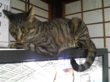 猫 ｏｎ ＴＶ