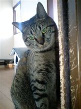 猫に殴られた・・・
