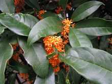 職場に甘～い香り