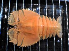 謎の生物？？ 