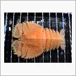 謎の生物？？