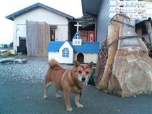 天草のキリシタン犬