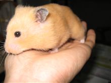 ありがとう、きなこ。