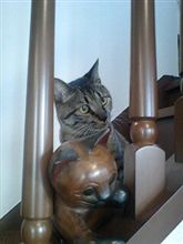 猫＆ネコ