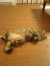 キャ～