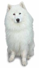 犬占い　運命の人編