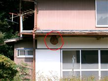 【巨大なハチの巣】が・・・。