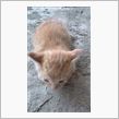 子猫
