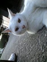 にゃん